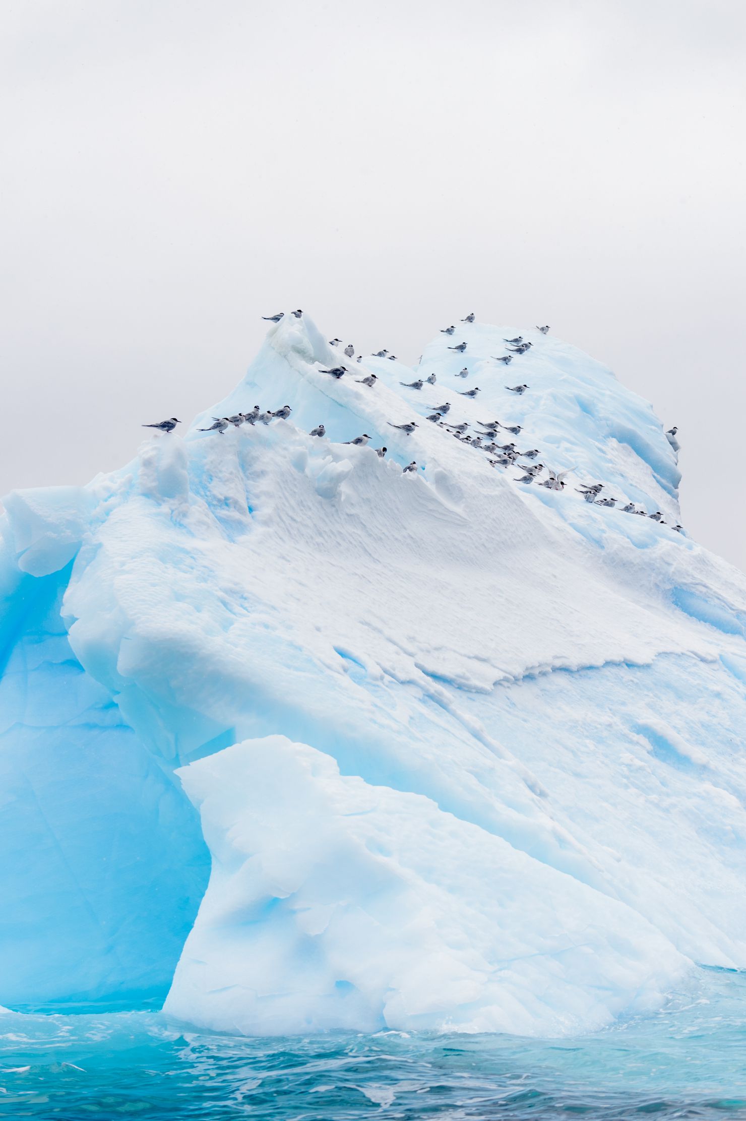 Antarctic terns on tabular ice
