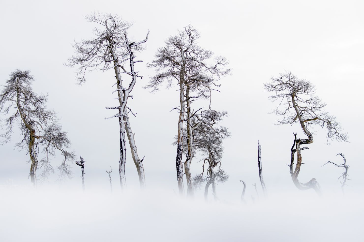 Dead pines in snow landscape