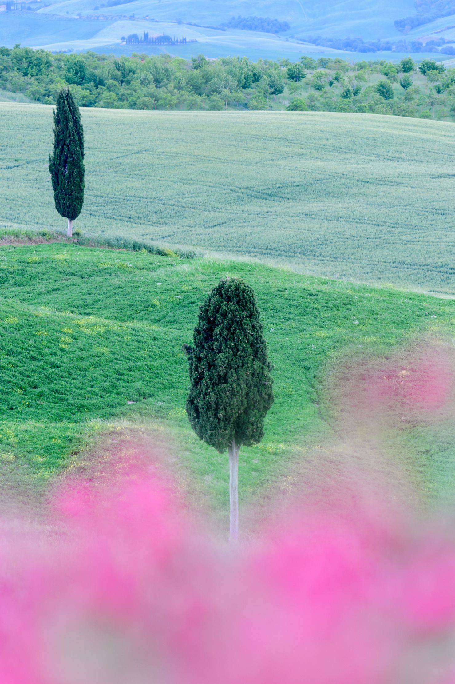 Cypressen in Toscane