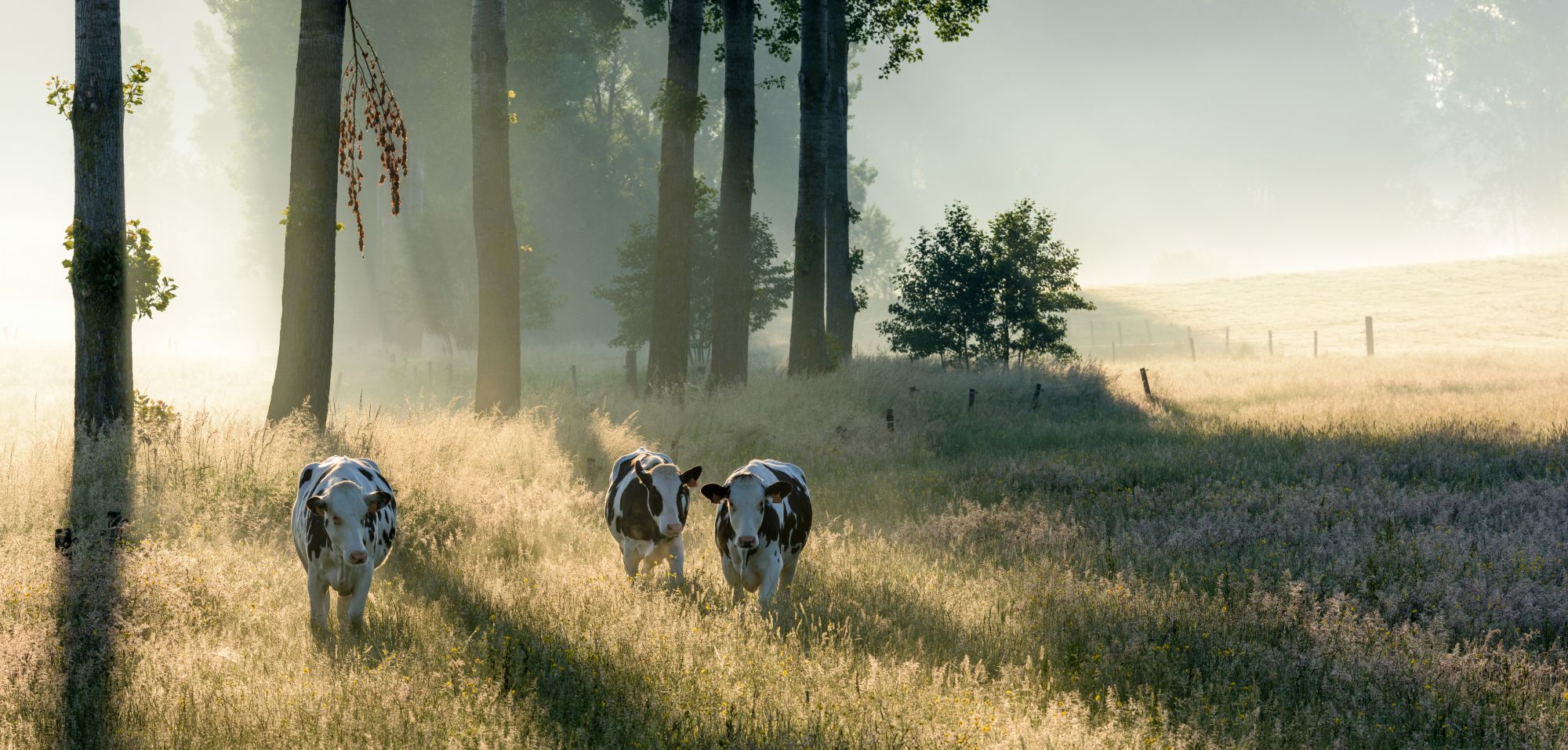 Drie koeien bij ochtendlicht