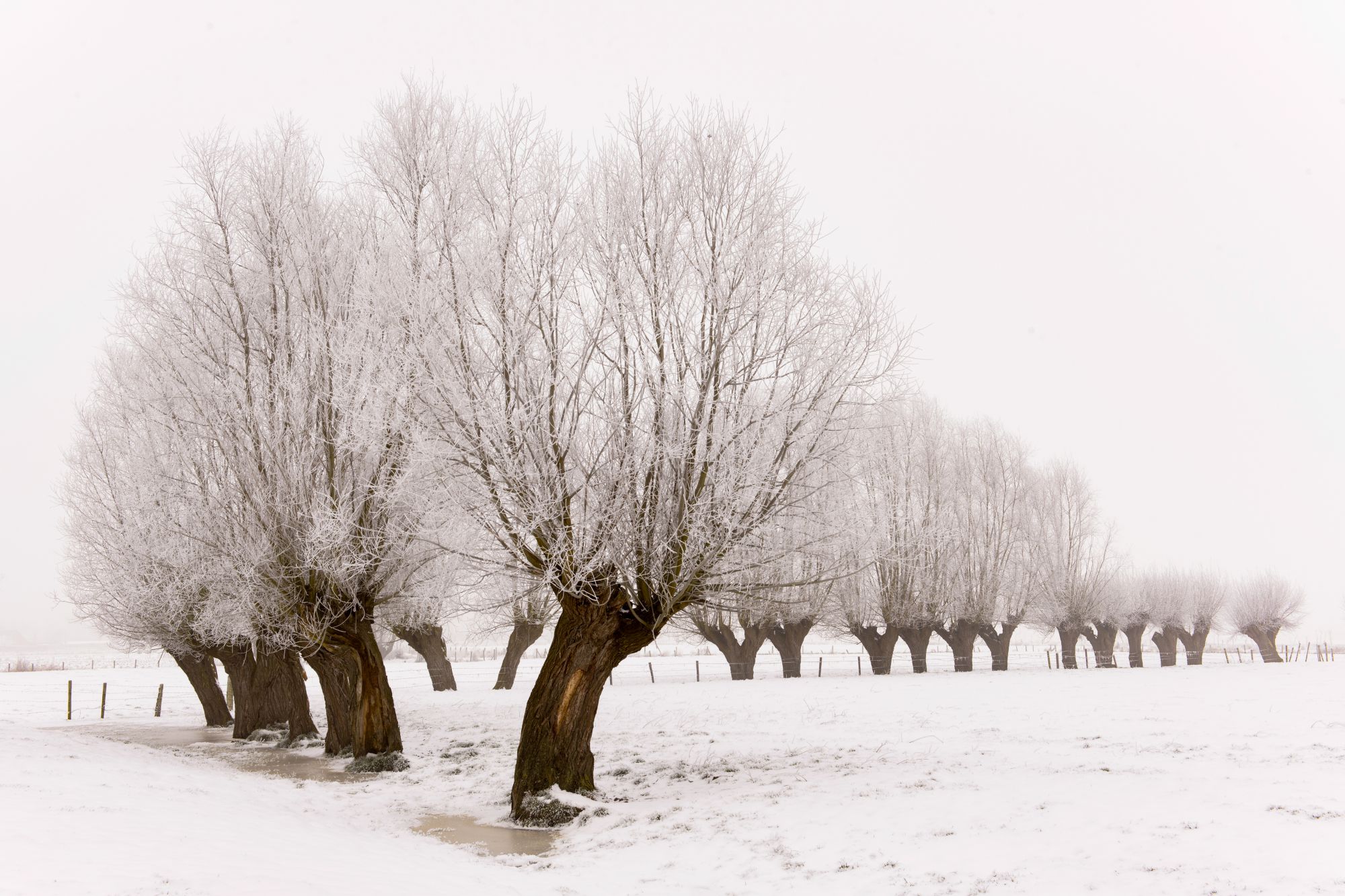 Willows in winter