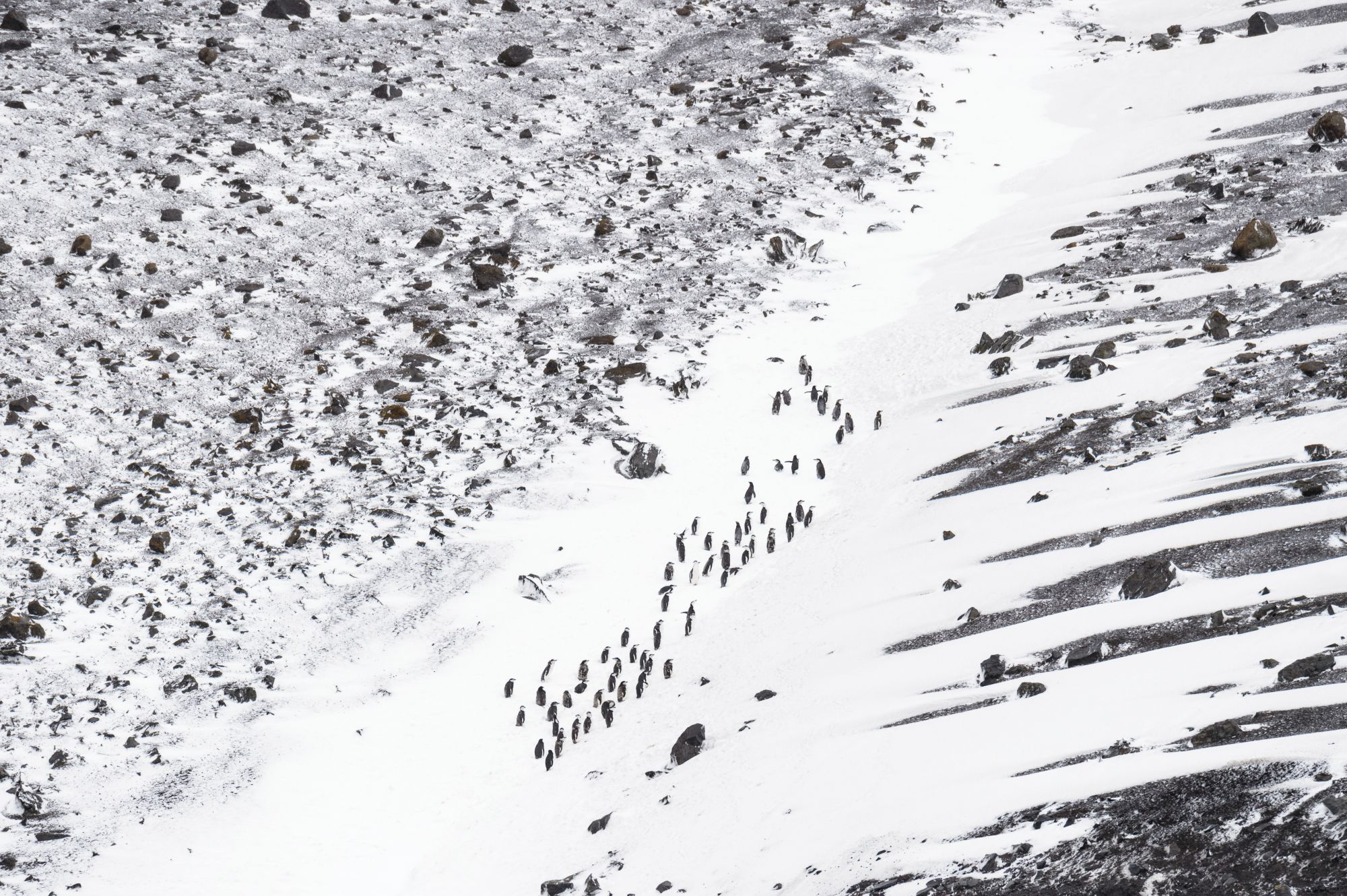 Chinstrap penguin colony