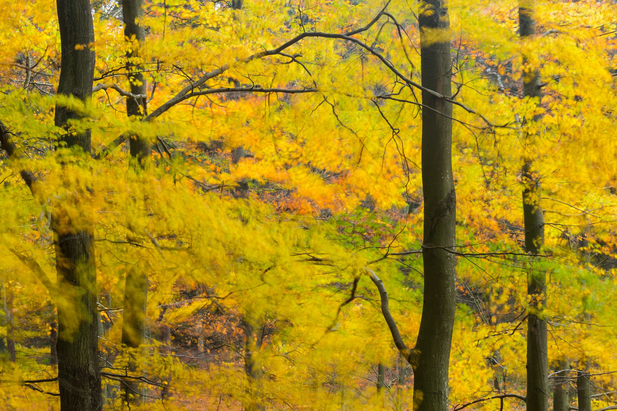 Beech trees in Autumn