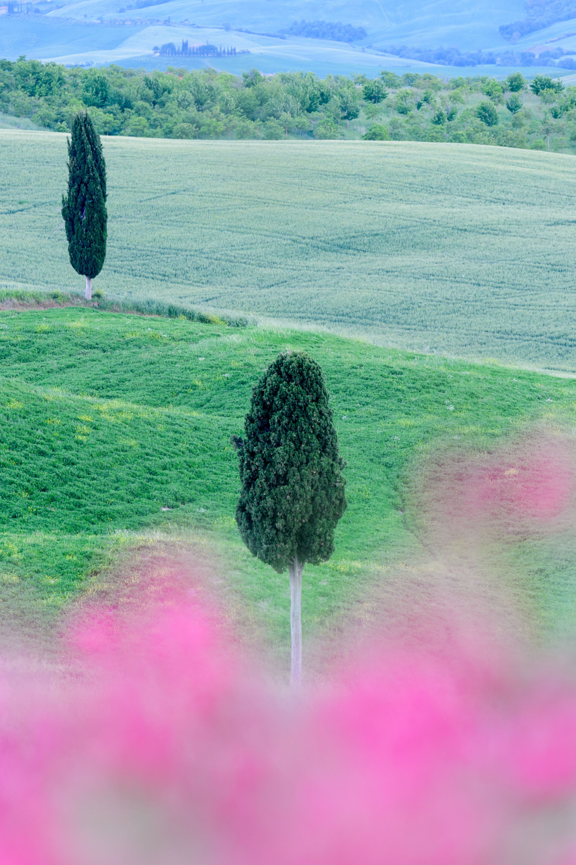 Cypressen in Toscane