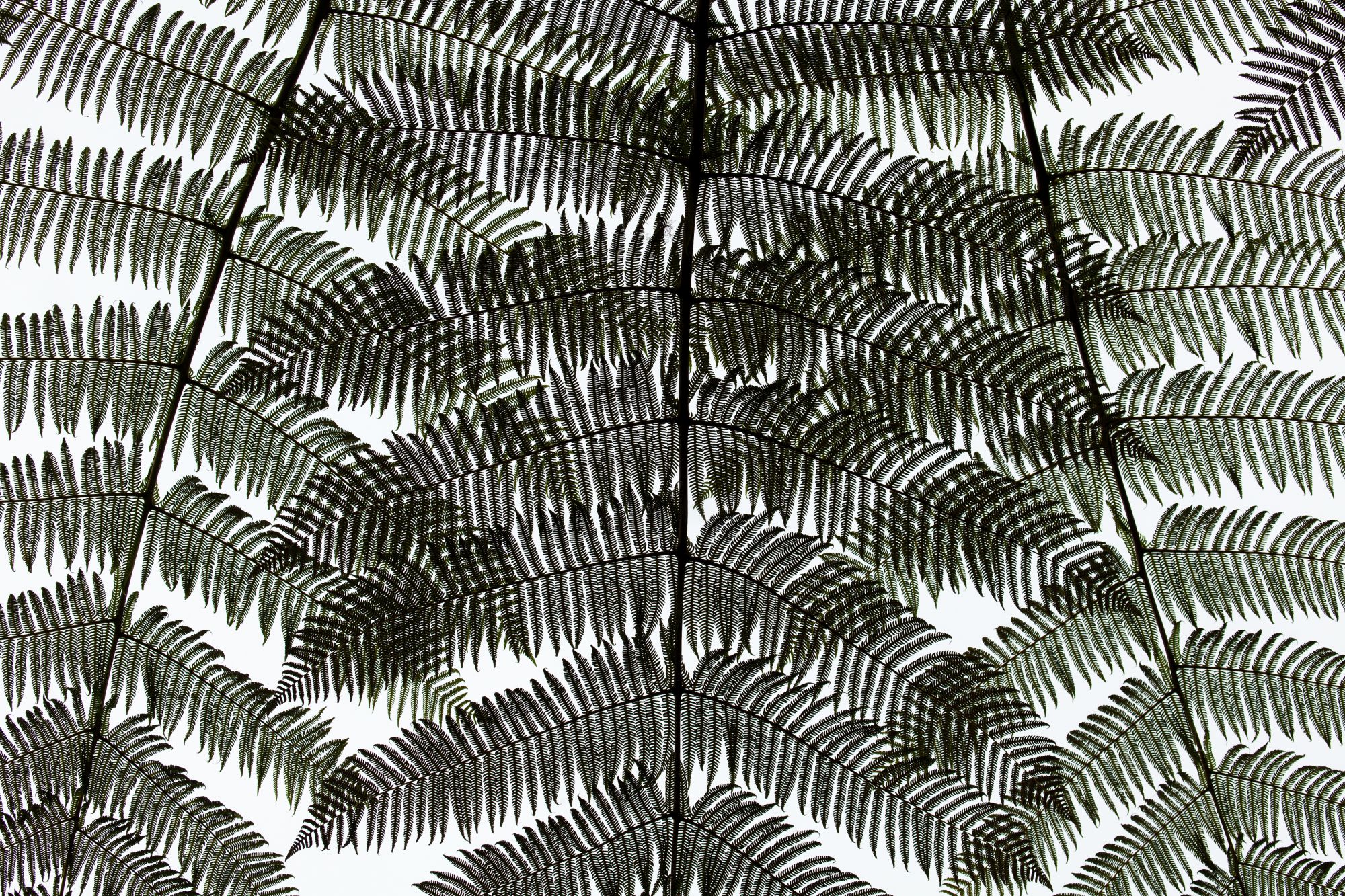 Detail of the leaves of a Fern tree