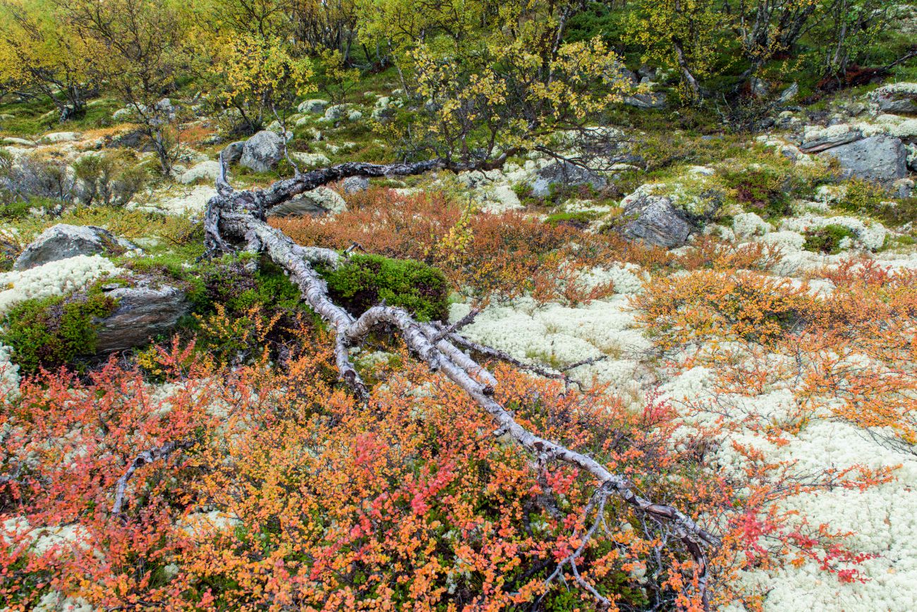 Colourful vegetation in Rondane
