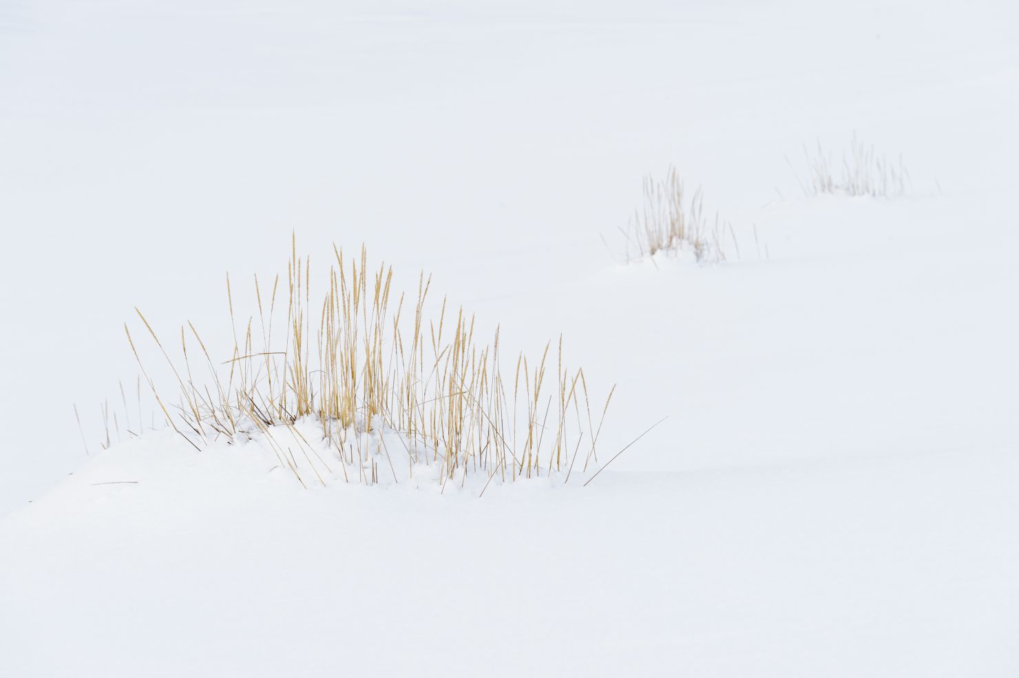 Sea lyme grass in snow