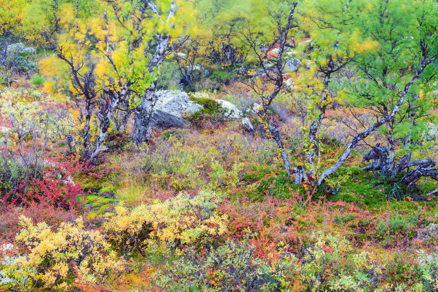 Colourful trees in Rondane