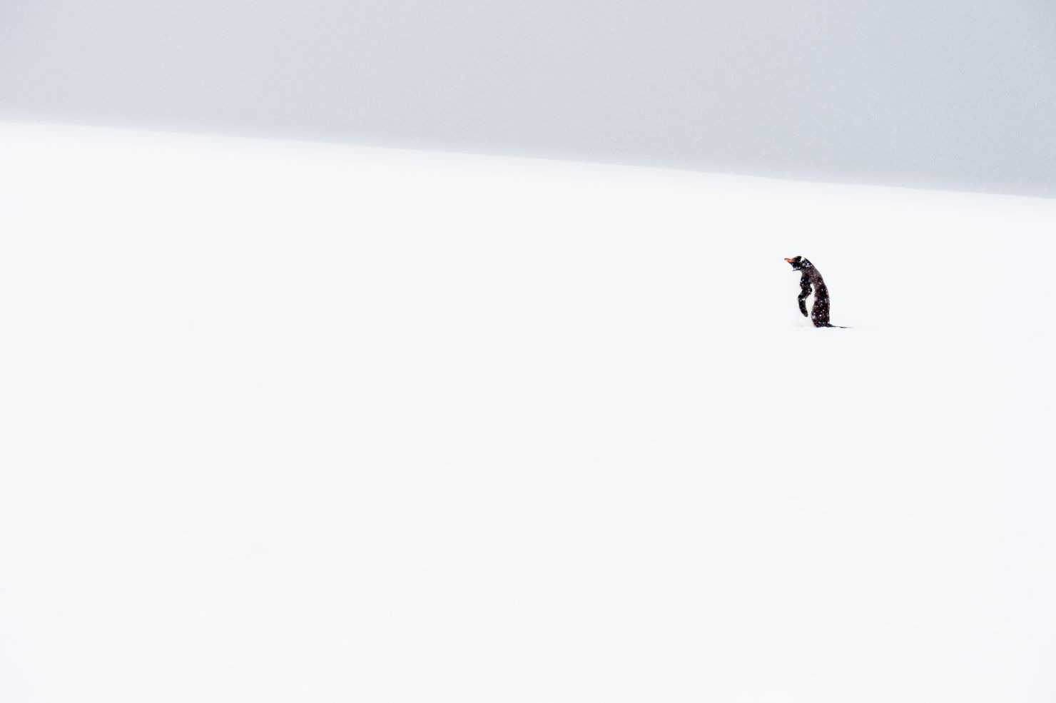 Gentoo penguin in snow