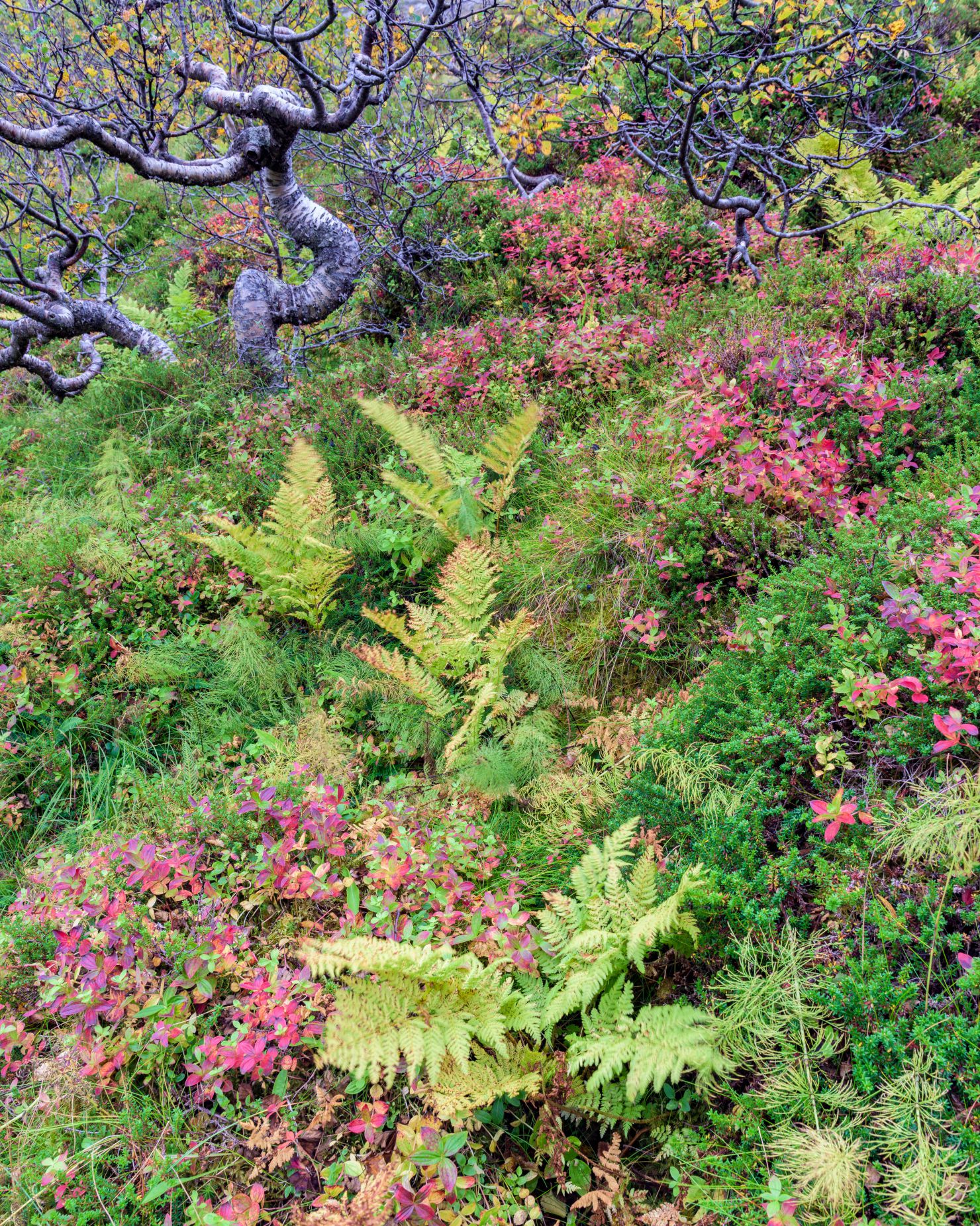 Colourful tundra vegetation