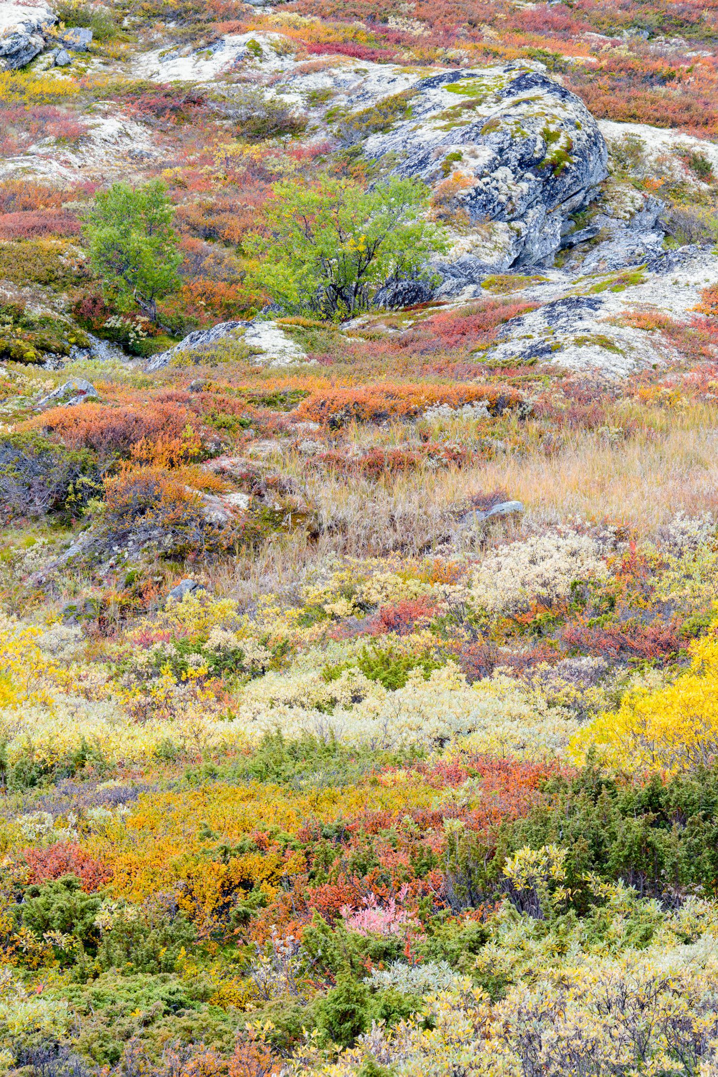 Autumn colours in tundra landscape