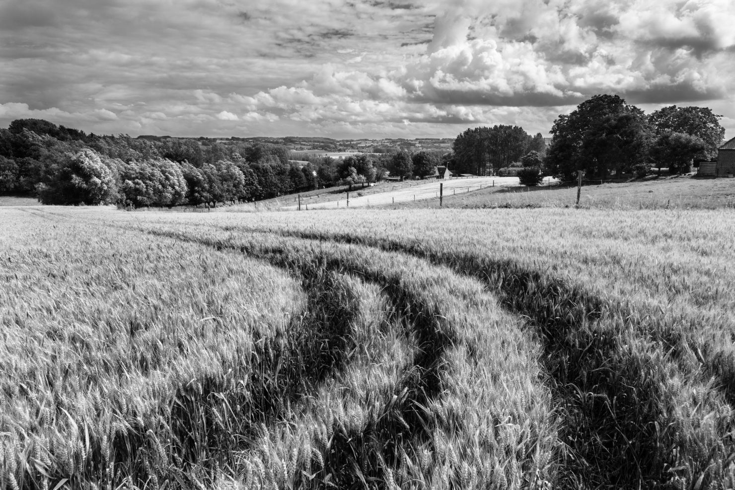 Tracks in a wheat field in the Flemish Ardennes