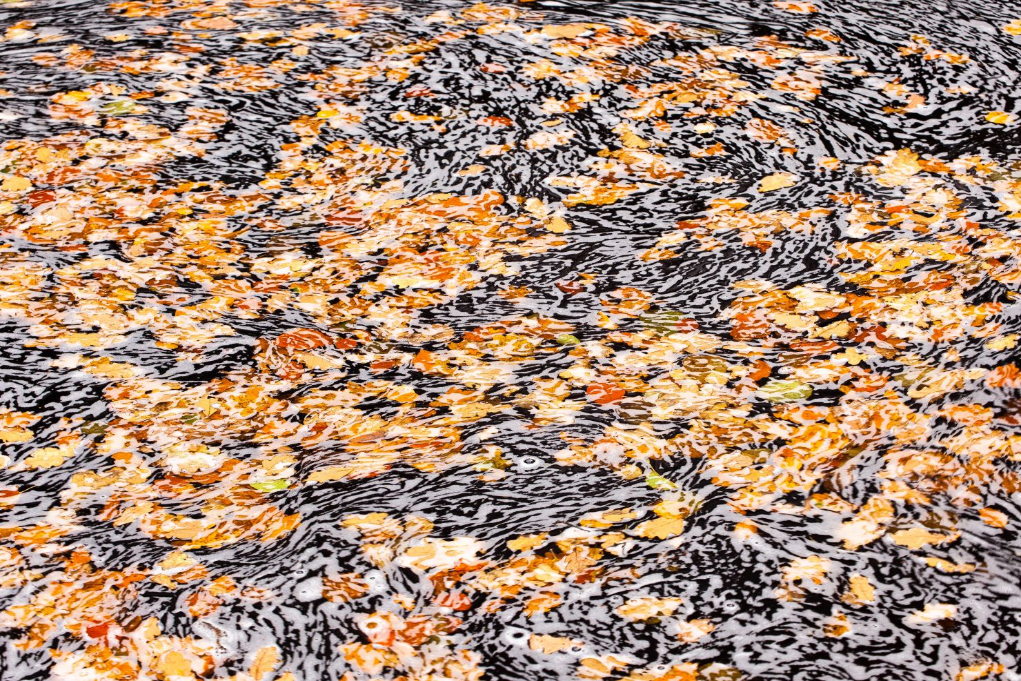 Herfstbladeren in rivier de Hoëgne